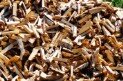 Bois de chauffage categorie bois mou disponible boissec.com